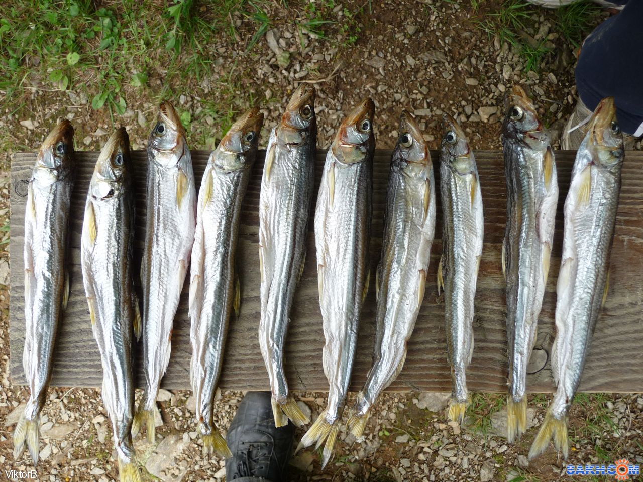 Корюшка Рыба Фото Где Водится – Telegraph