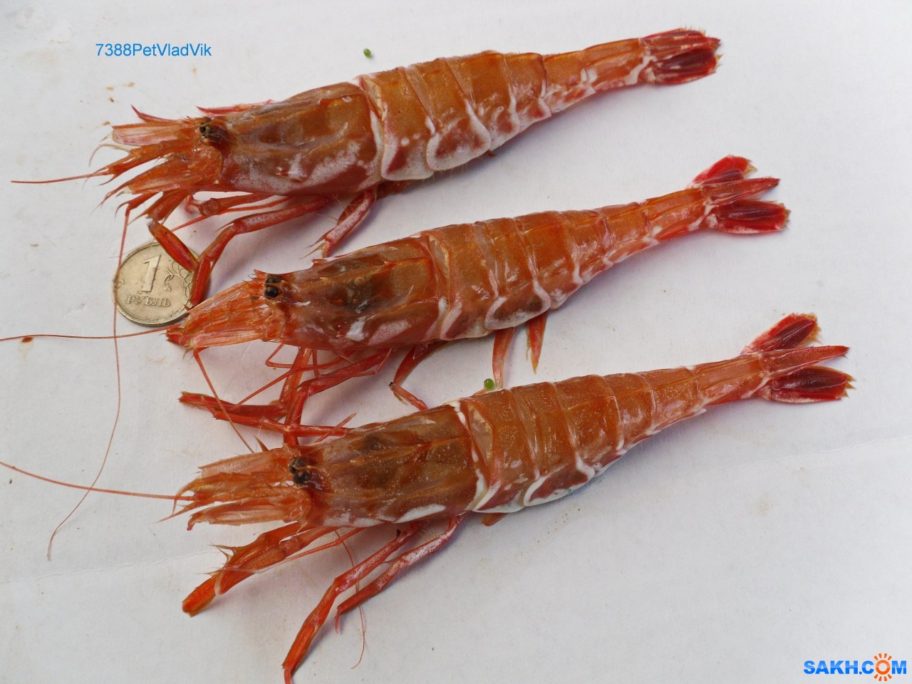 Картинки по запросу шримс козырьковый