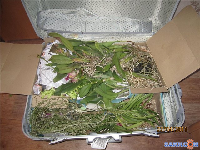 Можно цветы в самолет. Провоз травы в самолете. Перевоз растений в самолете. Упаковка для комнатных цветов. Упаковать орхидею для транспортировки.