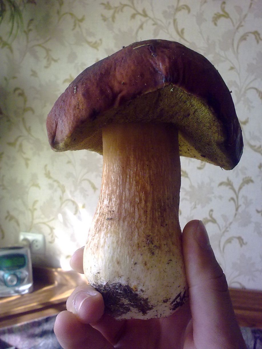 Древесные грибы Сахалина
