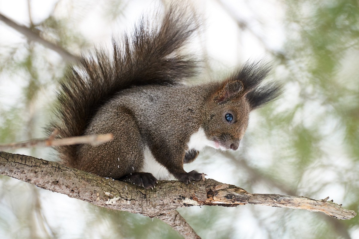 Squirrel shots (3) - Dyxum - Page 6