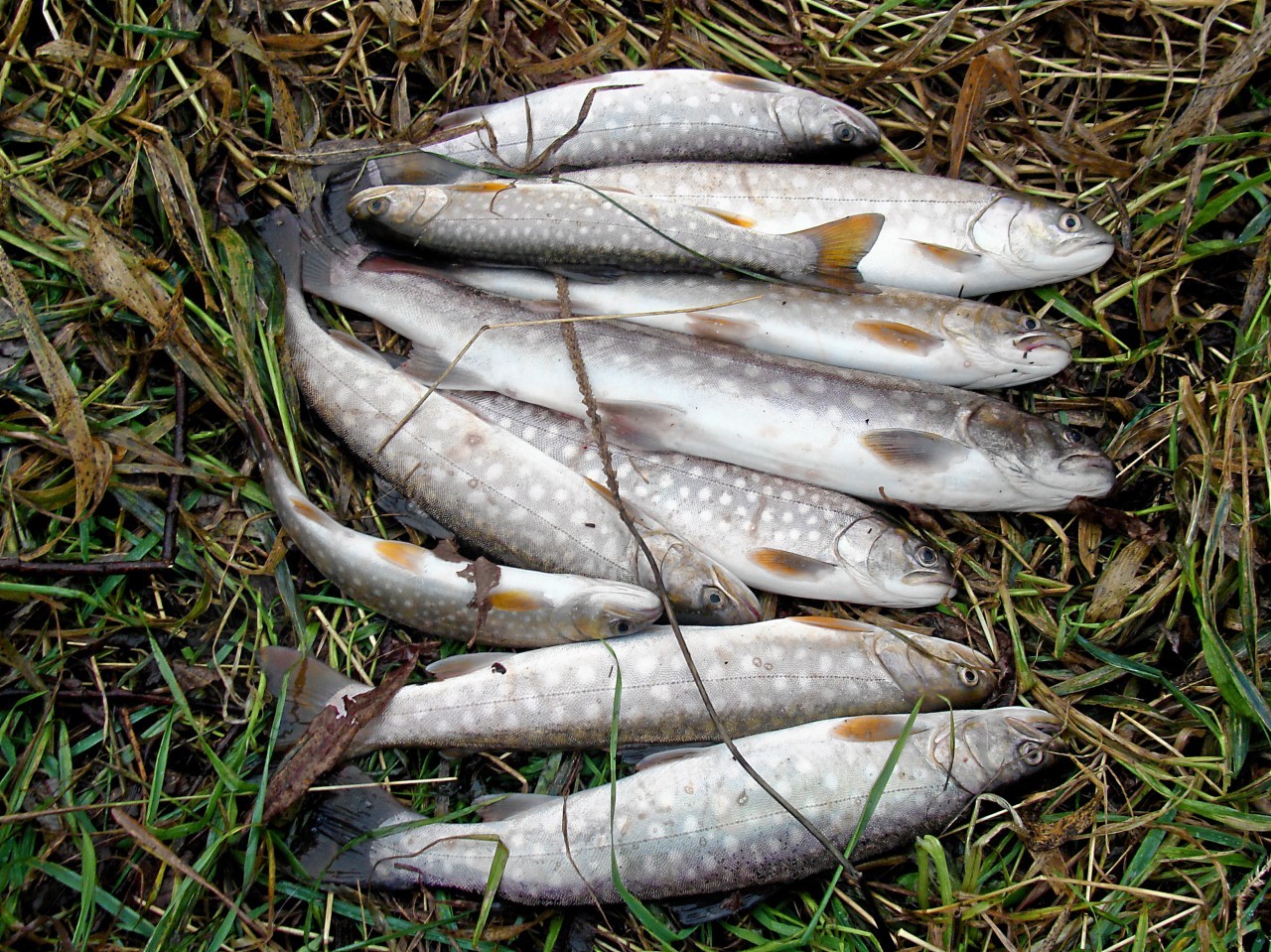 Рыба Кунджа Фото Цена