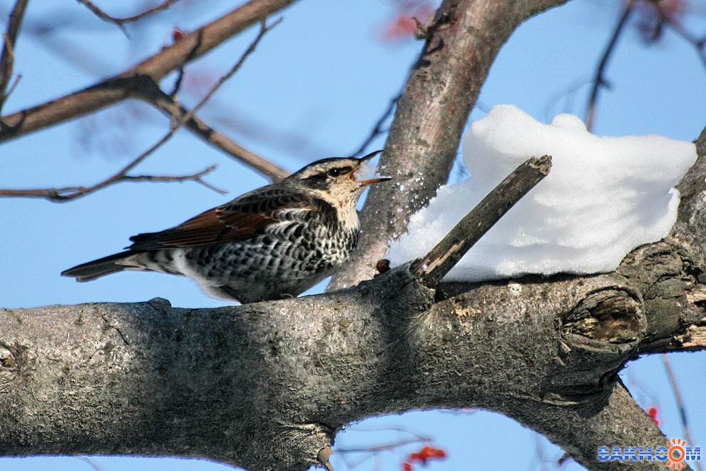птицы юга сахалина. свиристель птица фото. зимующие птицы дальнего востока. зимующие птицы сахалина. птицы сахалина.
