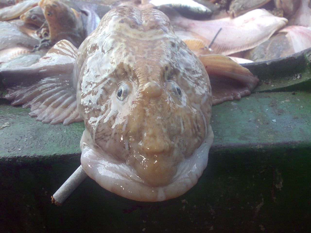 Рыба Мокроус Фото С Головой – Telegraph