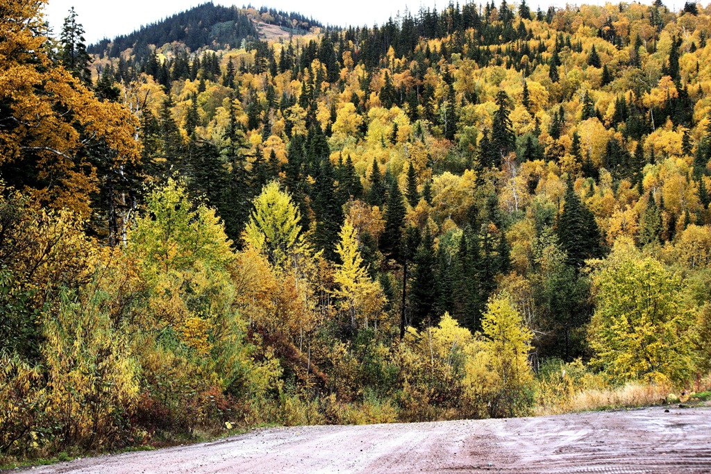Осенняя Тайга Фото