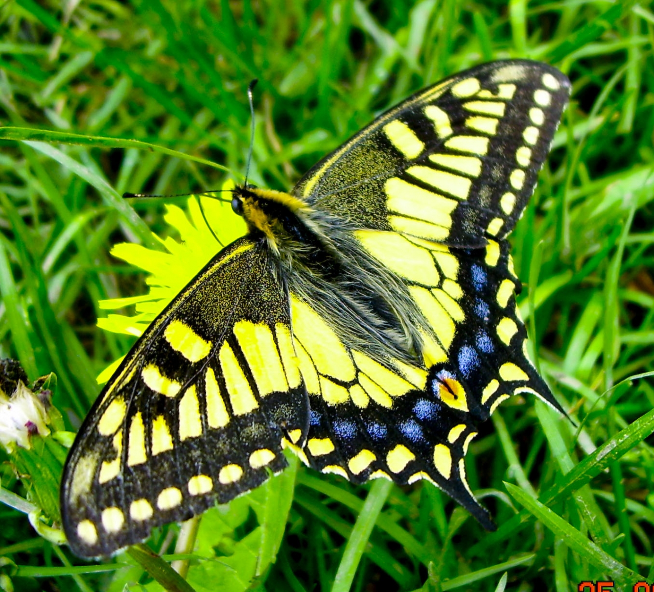 Бабочка Махаон самка