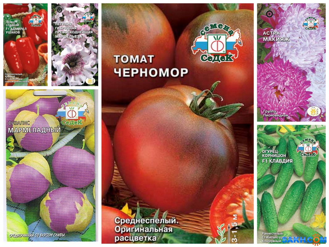 Агрофирма седек интернет магазин семена почтой товары рф