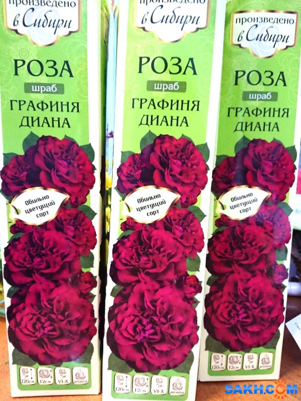 Отзывы О Интернет Магазинах Саженцев Роз