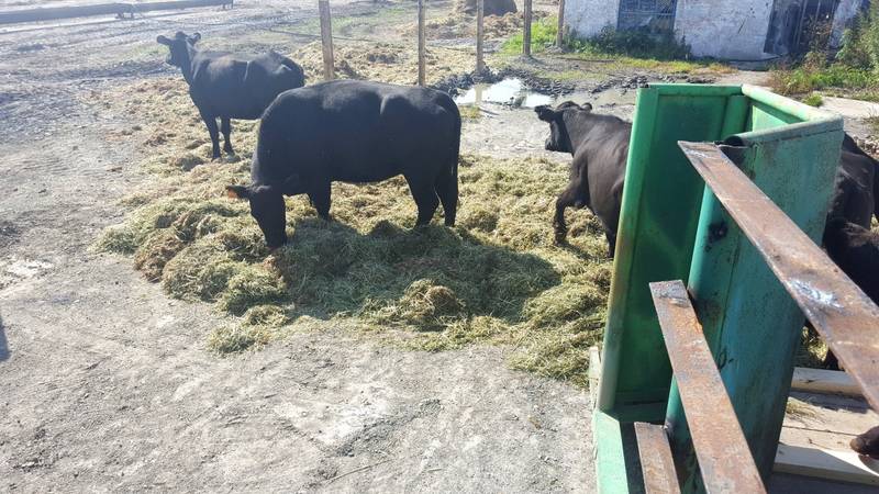 Прием крупного рогатого скота. ЛПХ на Сахалине. Сельское хозяйство Сахалинской области. Приём КРС В Дюртюлях.