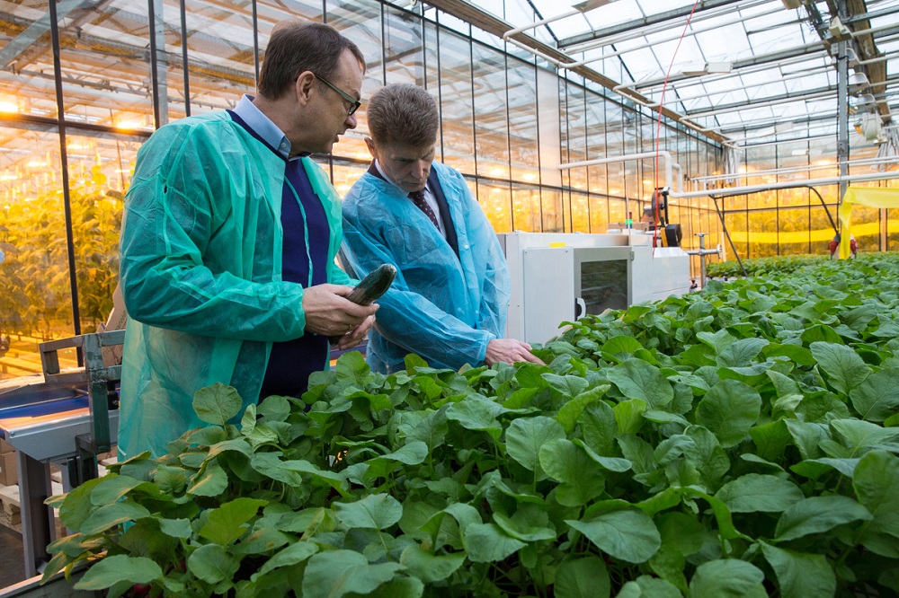 Строительство теплиц в южно сахалинске - 90 фото
