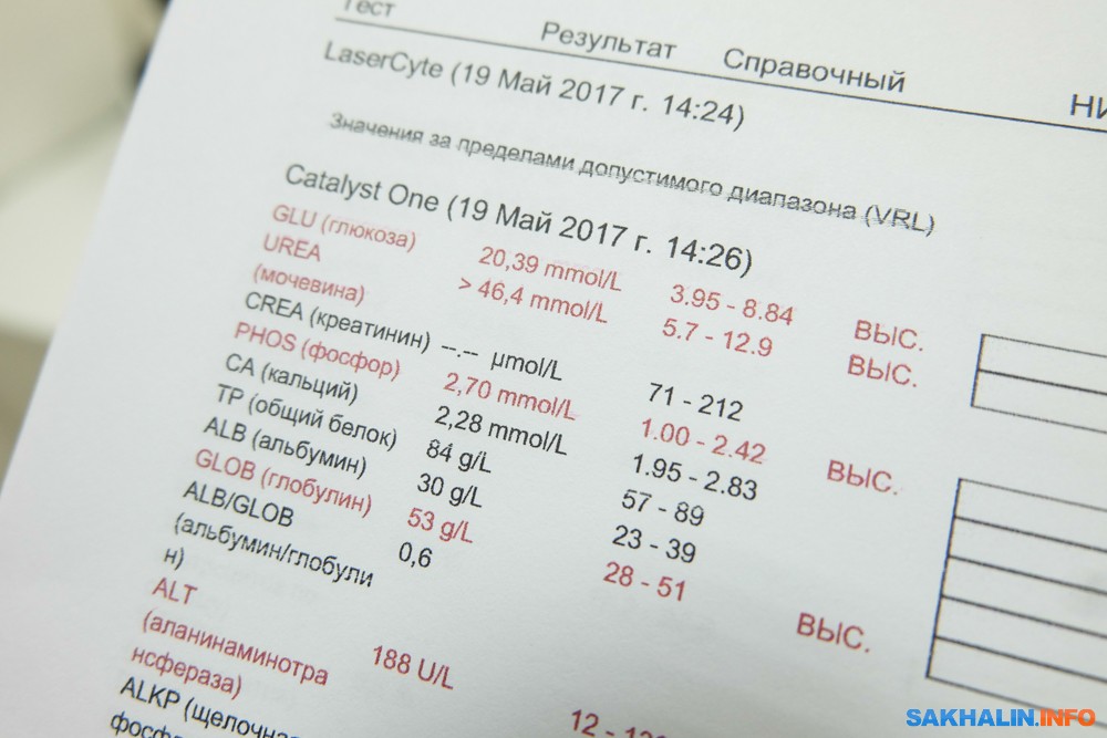 Сахвет южно сахалинск. Сахвет Южно-Сахалинск прейскурант. Сахвет Южно-Сахалинск график работы. Сах вет прейскурант цен Сахвет Южно-Сахалинск.