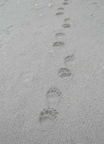 Следы бурого медведя на песке