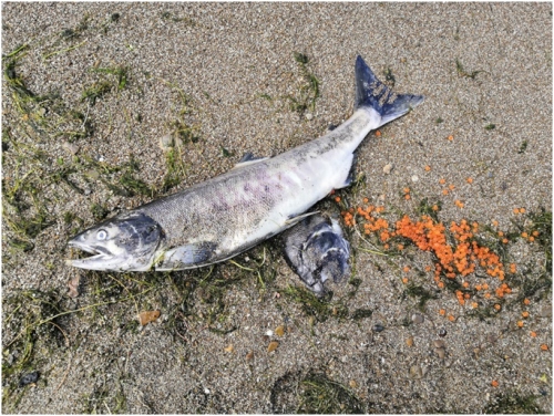 Погибшая самка кеты, выброшенная на берег озера Тунайча