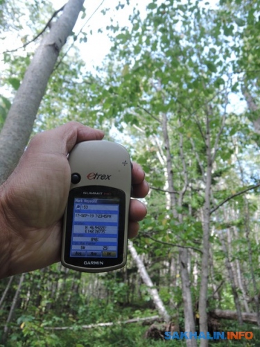 Черемуха сьори 