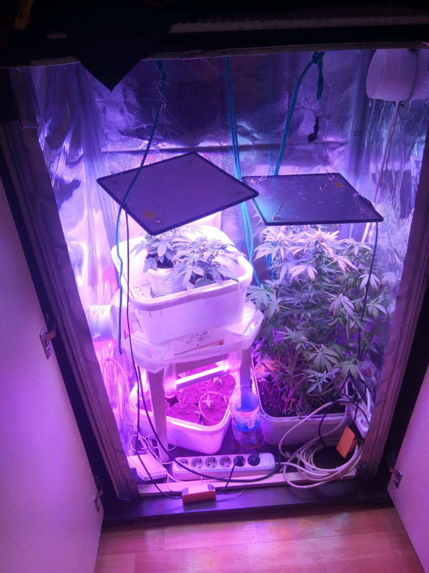 Дома выращивал коноплю как вырастить марихуану 7