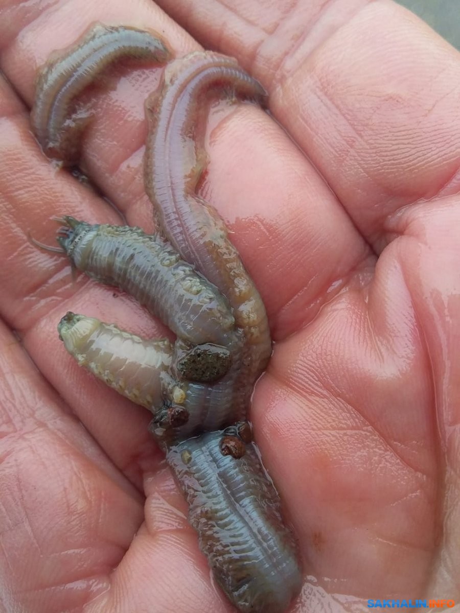 Морской червь размер. Морской Лиманский червь.