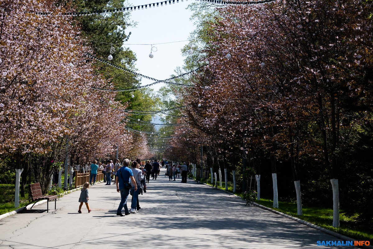 Столица вдоль. Городской парк Гагарина Южно-Сахалинск. Аллея Сакуры в Южно-Сахалинске парк. Парк Гагарина Южно-Сахалинск аллея. Аллея Сакуры в парке Южно-Сахалинска.