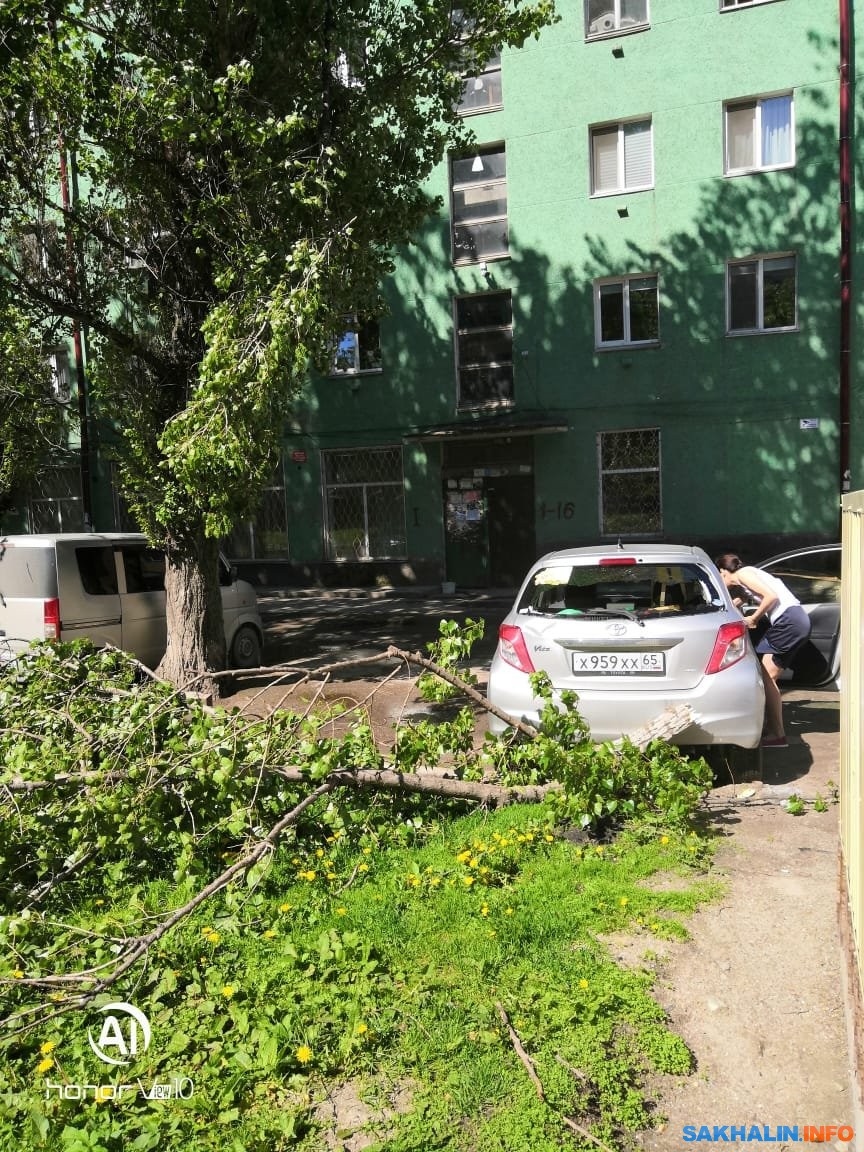 На автомобиль южносахалинки рухнула ветка старого тополя. Сахалин.Инфо