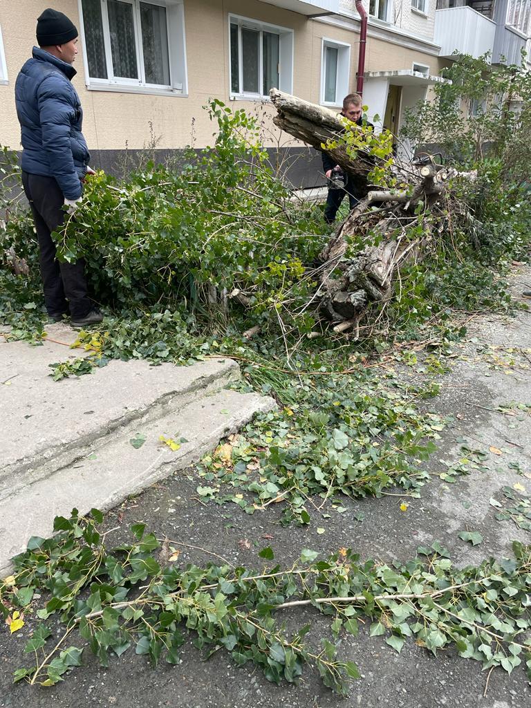 Упавшее дерево перекрыло выход из подъезда дома на проспекте Победы в  Южно-Сахалинске. Сахалин.Инфо