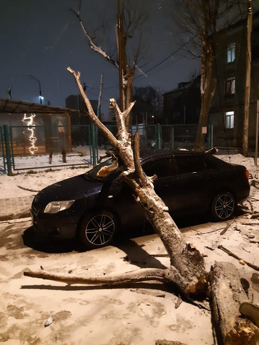 На Садовой в Южно-Сахалинске дерево упало на авто. Сахалин.Инфо