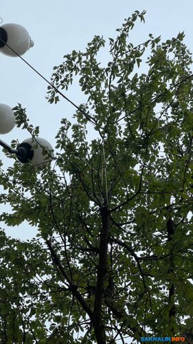 Провод прикреплен к дереву стяжкой