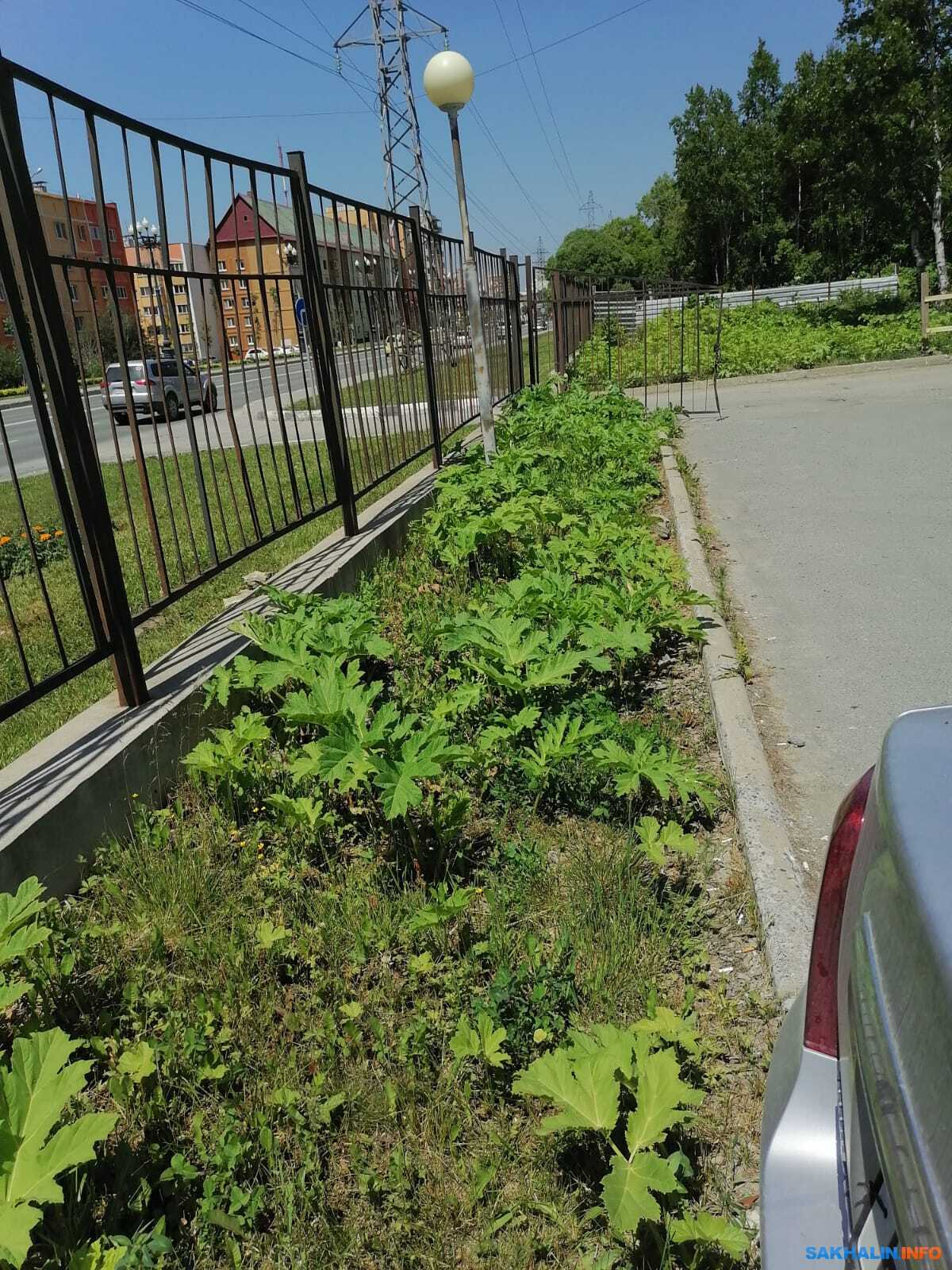 Борщевик подобрался к ботаническому саду в Южно-Сахалинске | 11.07.2022 |  Южно-Сахалинск - БезФормата