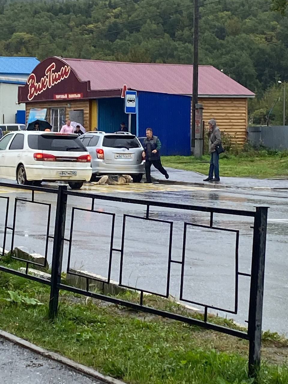 В Корсакове сбили пса и оставили на обочине. Автоновости. Sakhalin.Biz