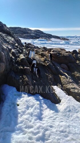 Стайка пингвинов