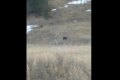 Медвежью семью вновь заметили в Макаровском районе
