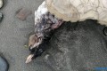 Мертвых птиц находят на побережье Анивского залива