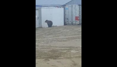 На Сахалине медведь пришел в вахтовый городок