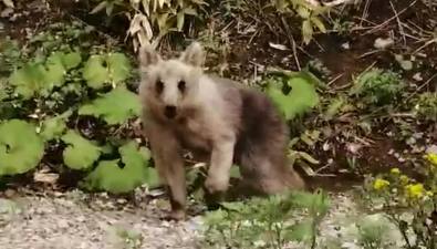 Курильчанин заснял на видео, как медведь с лисой играли в салки