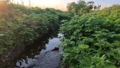 Вторую навозную реку обнаружили на Сахалине