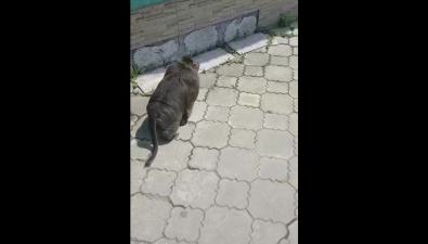 Обезьяна вальяжно гуляет по Холмску