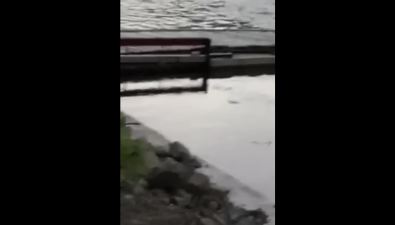 Жители Холмского района вновь пожаловались на убийство рыбы в реке Чеховке