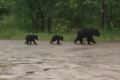 Три медведя вышли из леса в Тымовское
