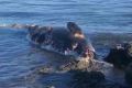 Мертвое морское животное вынесло к берегу в Корсаковском районе