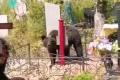 Кладбище в Корсакове атаковали медведи