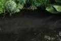 В Рейдово из-за слива нечистот почернела вода в нерестовой речке