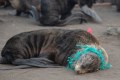 На Сахалине выпустили фильм о распутывании тюленей
