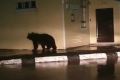 В Рейдово вечером под дождем гулял медведь