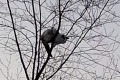 Сахалинский кот пережил циклон на дереве и дождался спасения