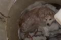 Собаку спасли из открытого люка в Дальнем