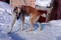 На Сахалине девочка-инвалид ходит за полтора километра кормить чужих собак