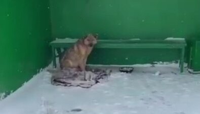 В Горнозаводске чиновники на машине наезжали на больного пса