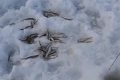 Рыболовы Сахалина уже выбрались на лед и делятся впечатлениями