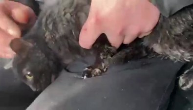 Котиков на Сахалине выбрасывают в сугробы, как мусор
