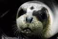 "Зеленый Сахалин" спас заблудившегося в лесу тюленя