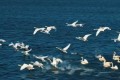 Сахалинцы любуются прилетевшими лебедями