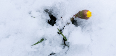 Метель накроет восемь районов Сахалина